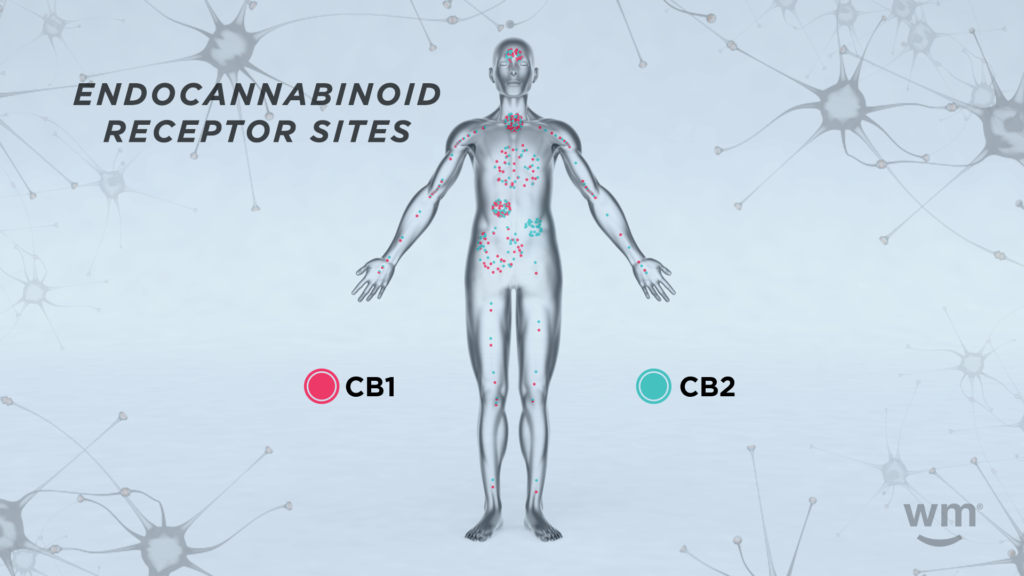 Delta-8-THC binds to the CB1 receptors located in the central nervous system.